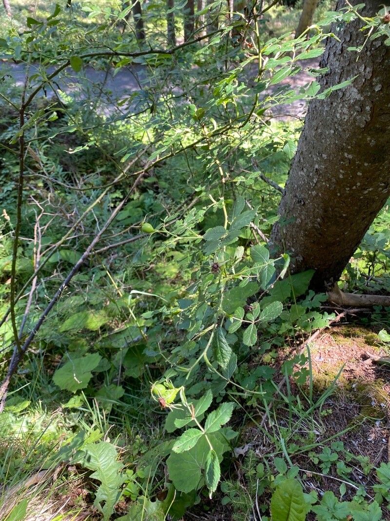 Rosa subcanina fruit