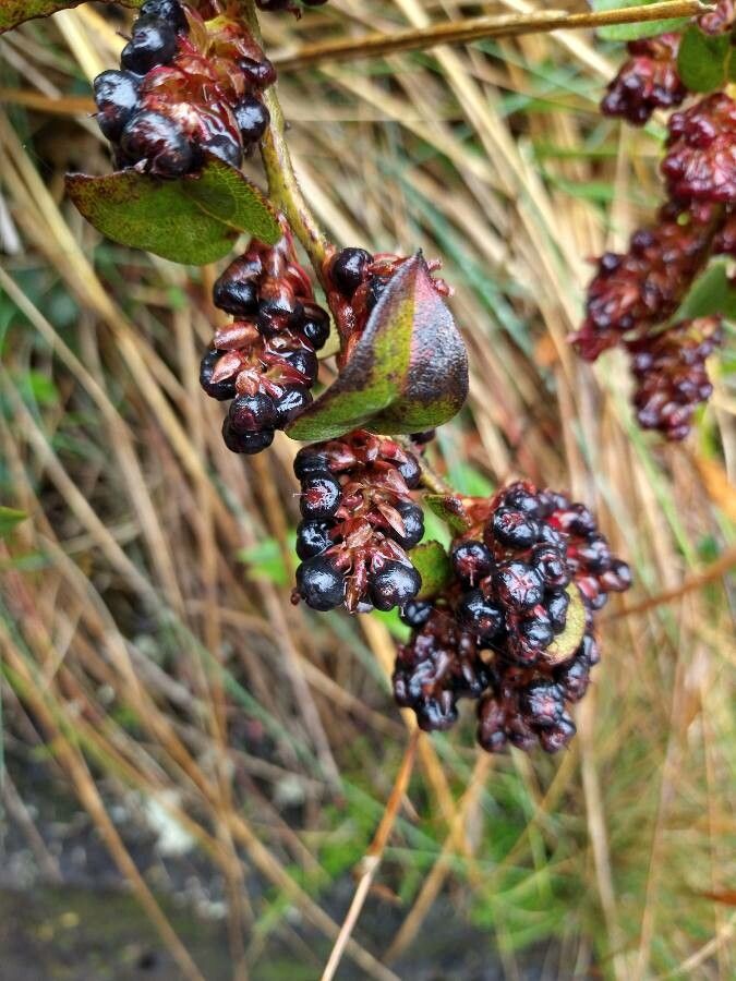 Gaultheria erecta fruit