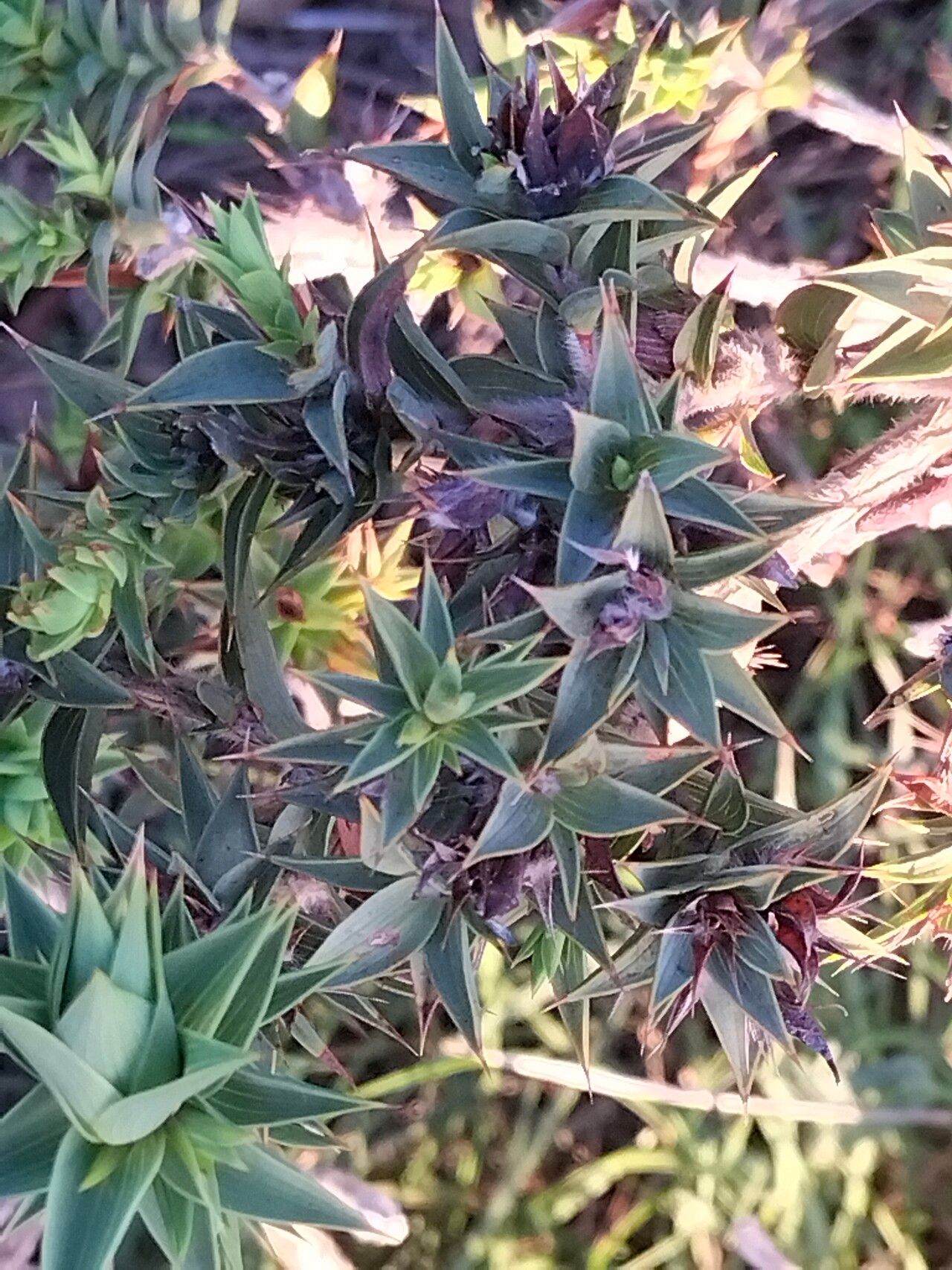 Aspalathus cordata leaf