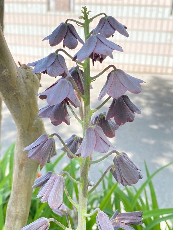 Fritillaria persica flower