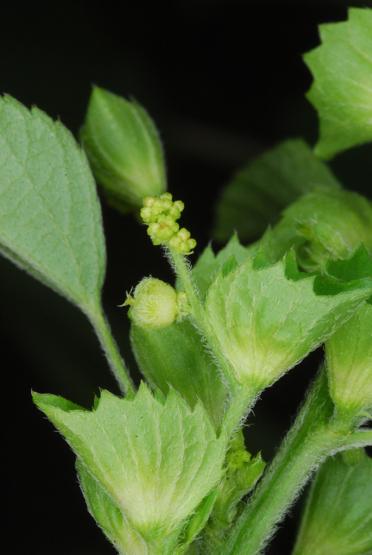 Acalypha bailloniana — houseplant care guide