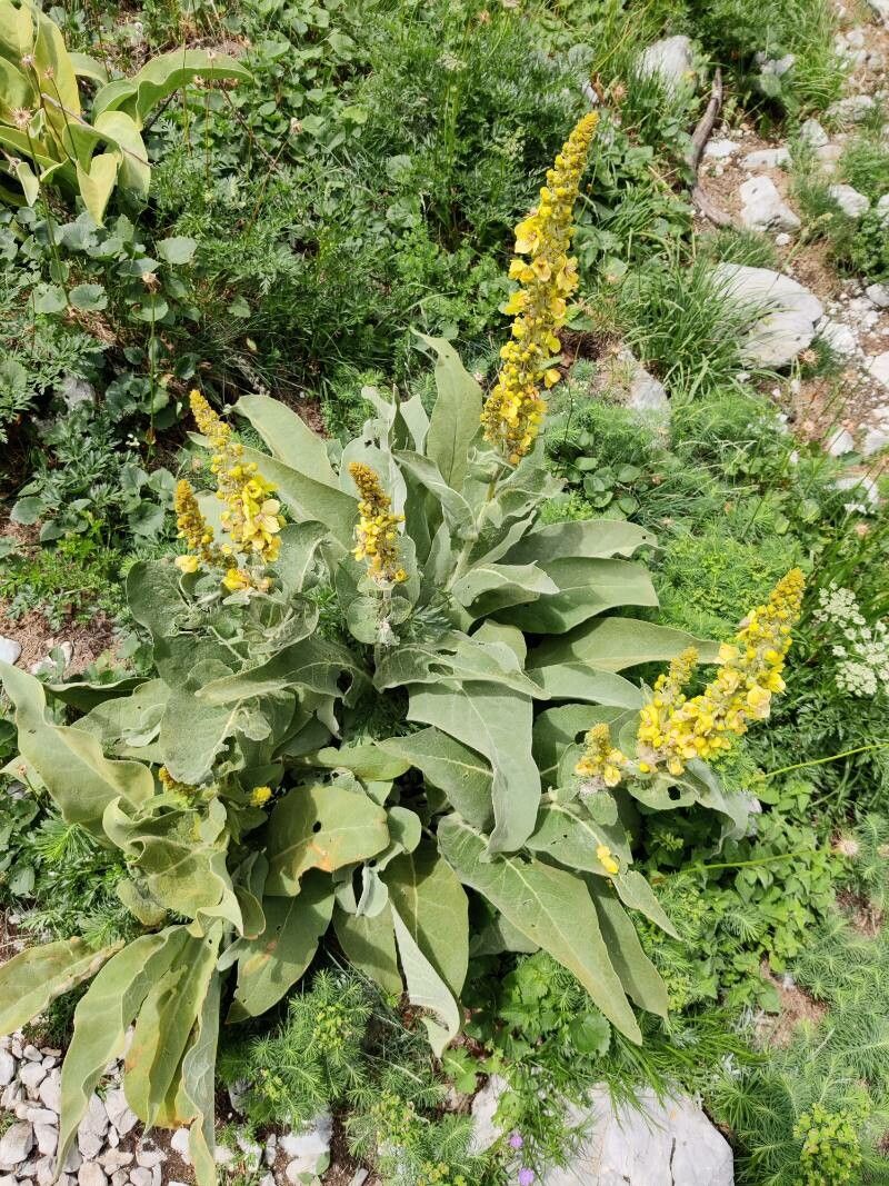 Verbascum longifolium leaf