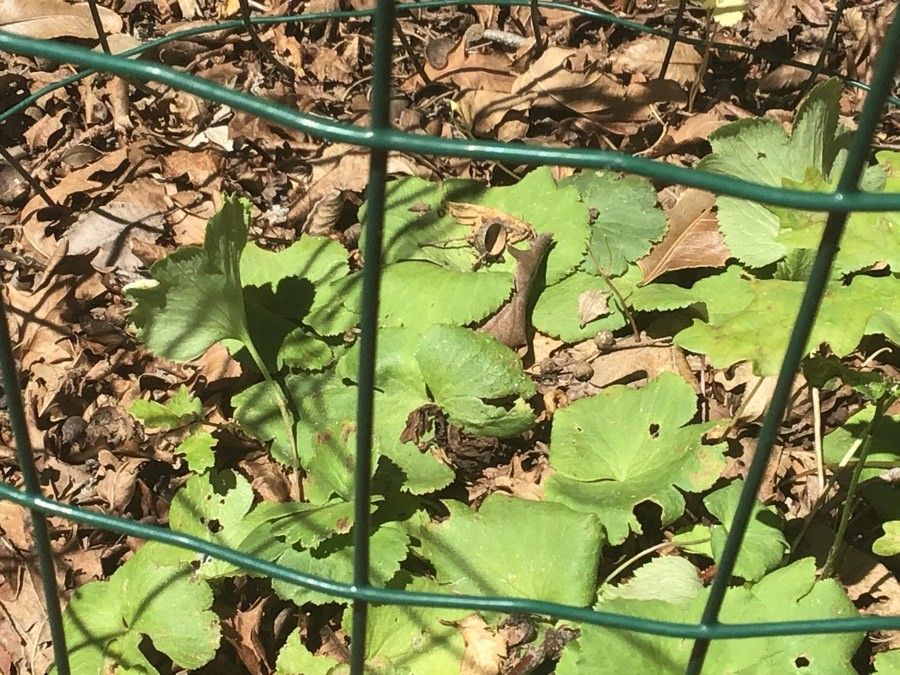 Anemone palmata leaf