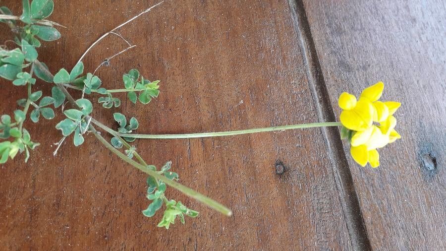 Eriocaulon neocaledonicum flower