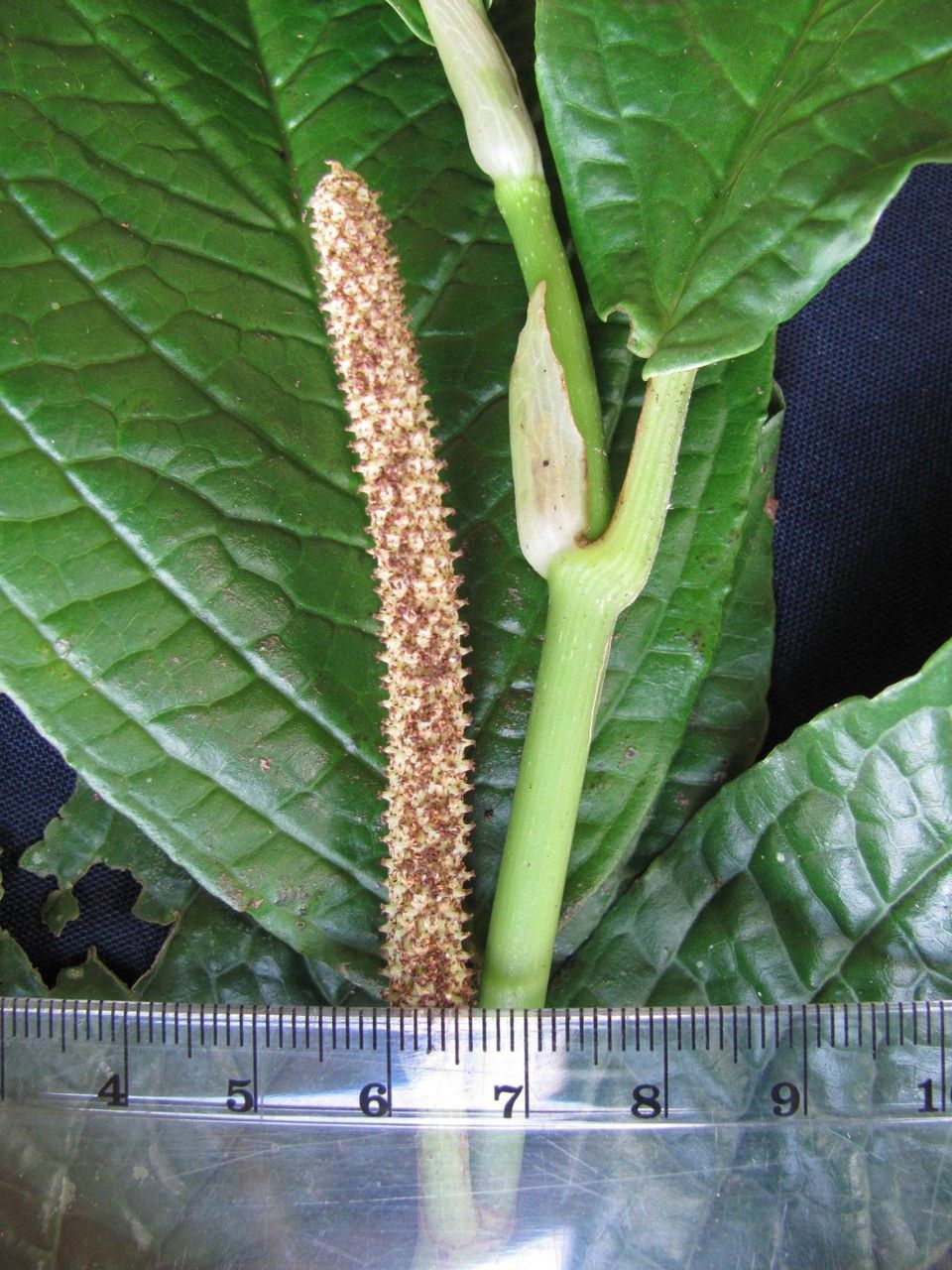 Piper epigynium bark