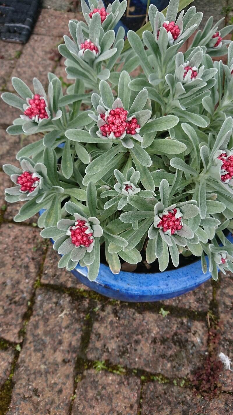 Helichrysum monogynum flower