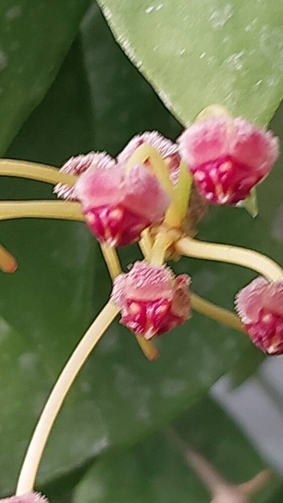 Hoya micrantha fruit