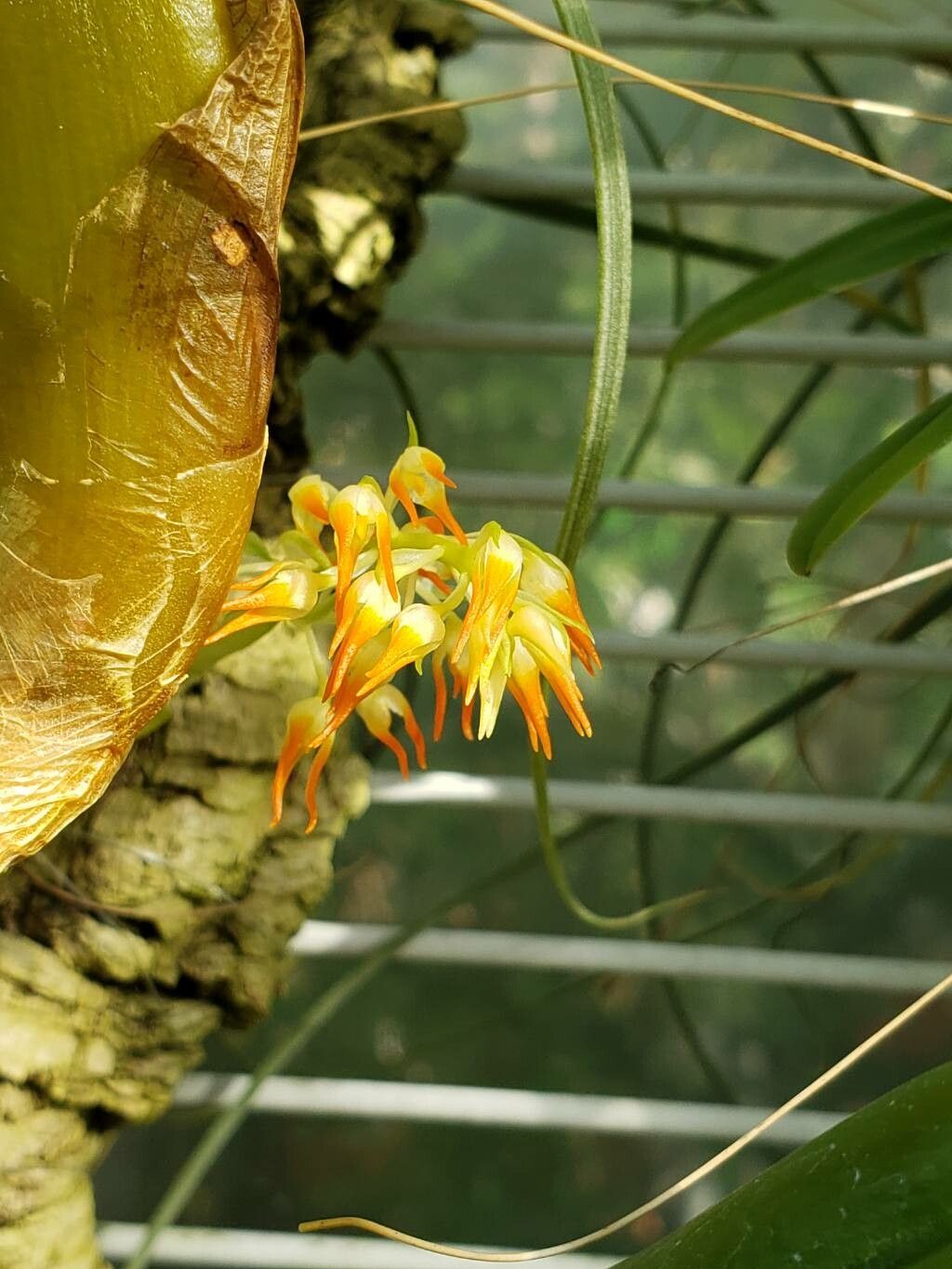 Bulbophyllum angustifolium flower