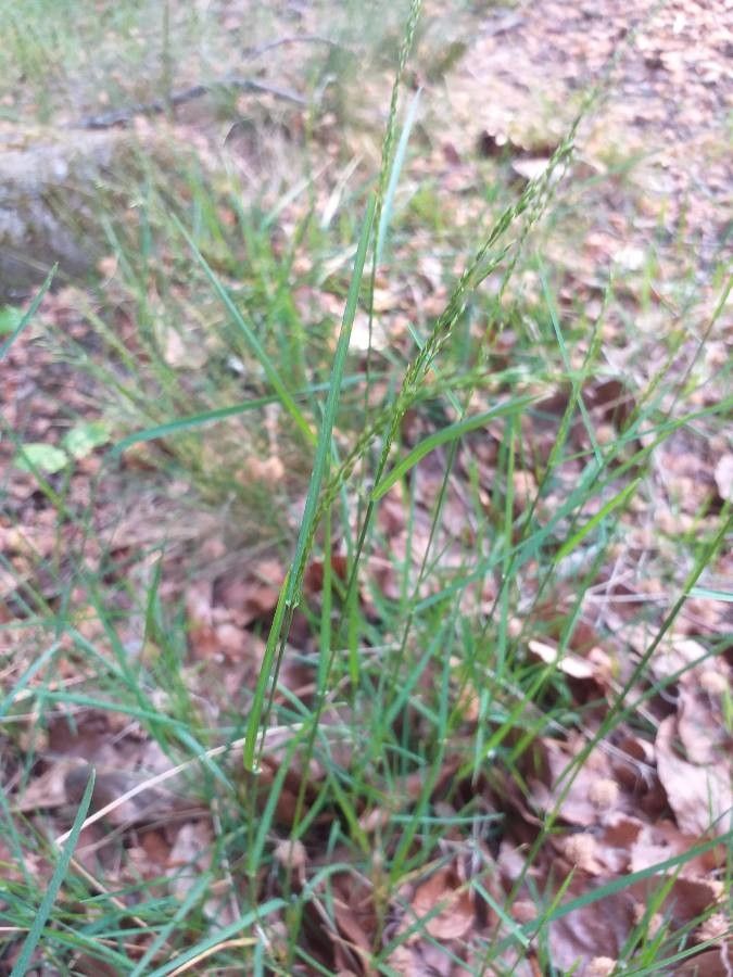 Poa nemoralis flower