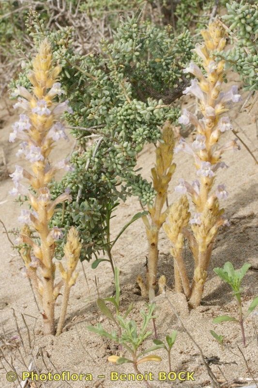 Orobanche gratiosa habit