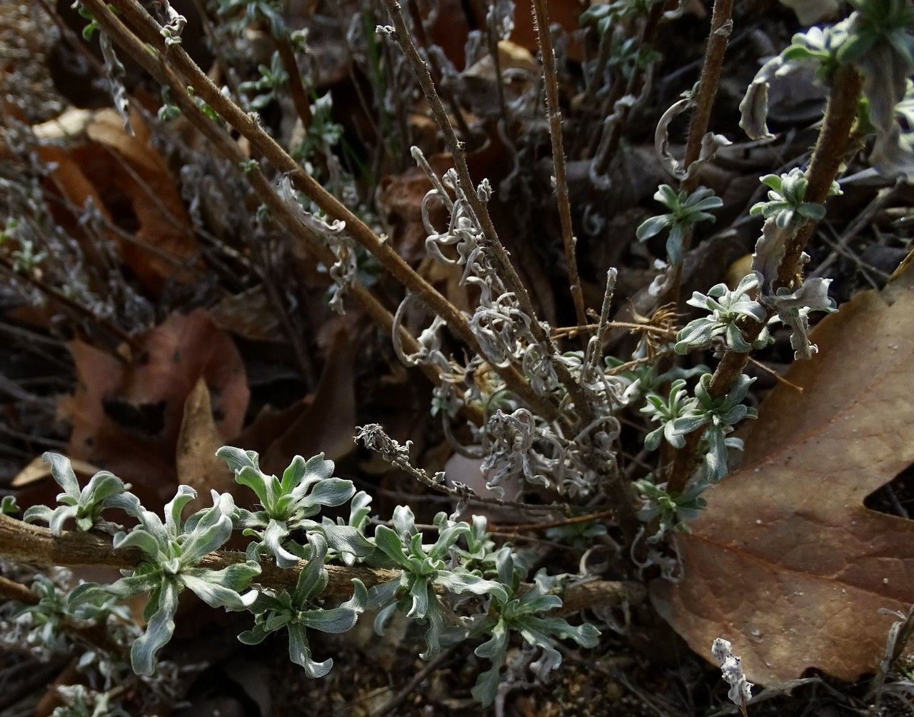 Heterotheca sessiliflora habit