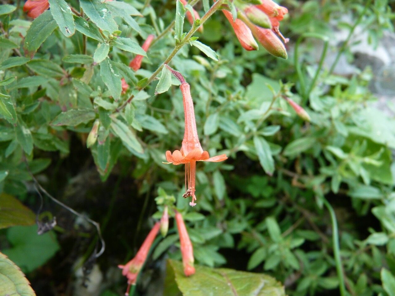 Zauschneria californica flower