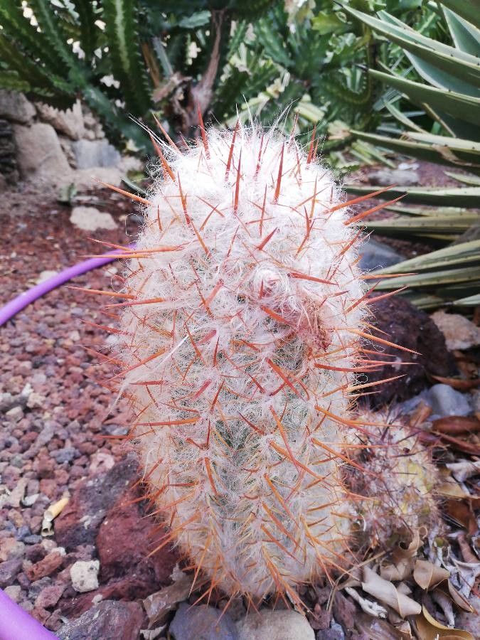 Oreocereus trollii flower