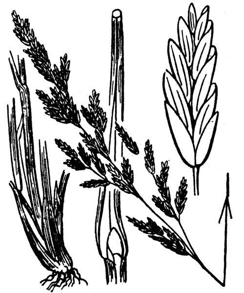 Puccinellia festuciformis other