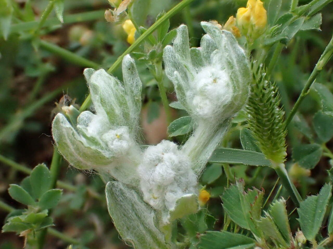Bombycilaena erecta flower