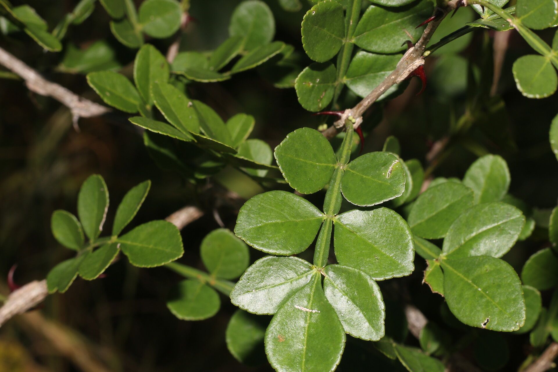 Zanthoxylum limoncello leaf