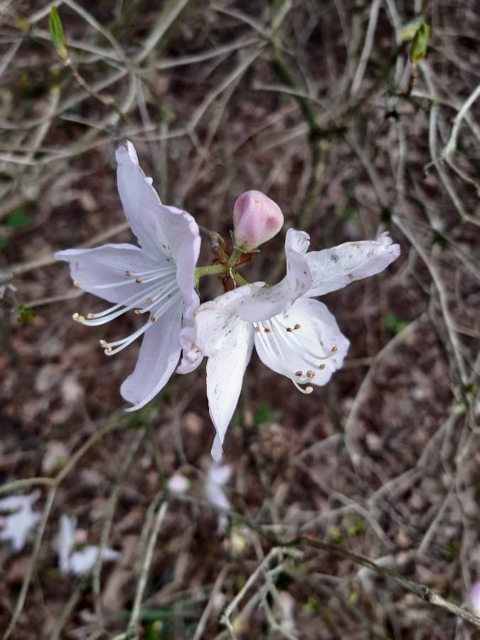 Rhododendron schlippenbachii flower