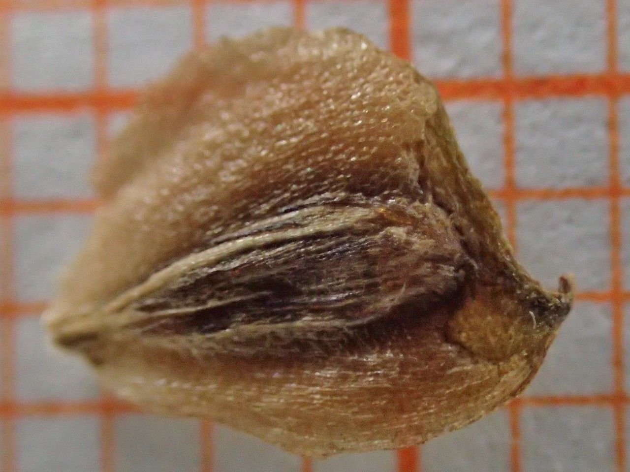 Sagittaria graminea fruit