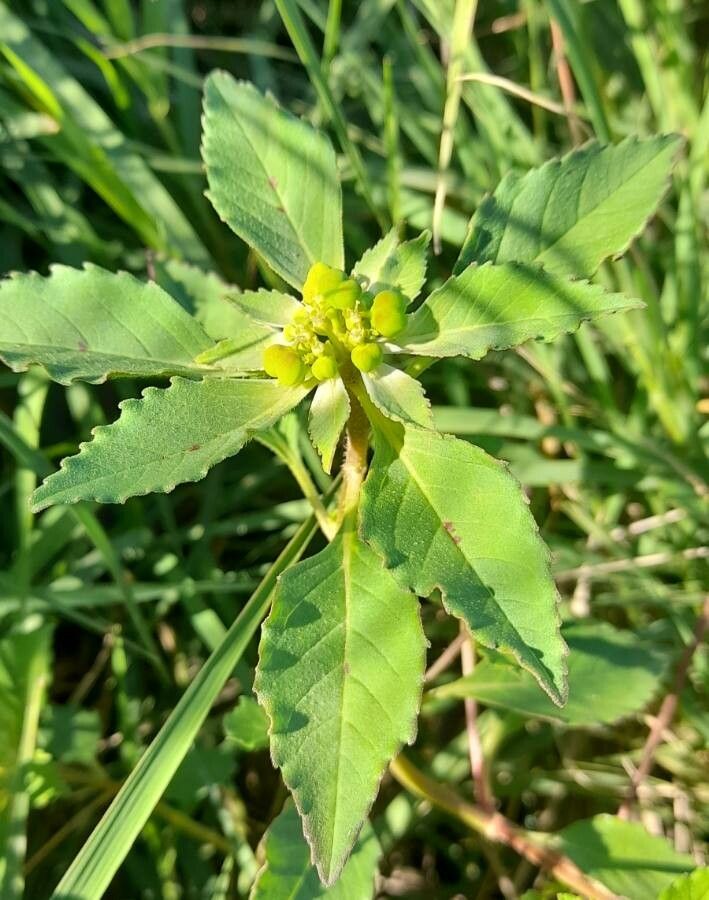 Euphorbia dentata — search result for 'Euphorbia'