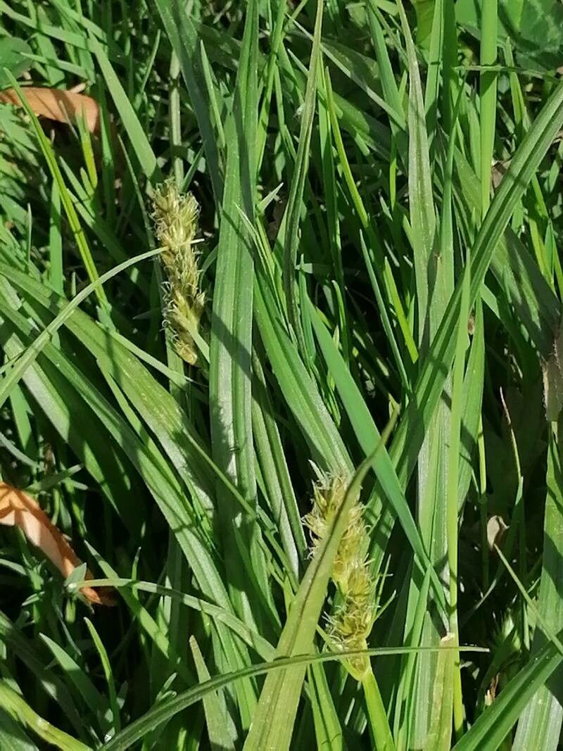 Carex vulpina leaf