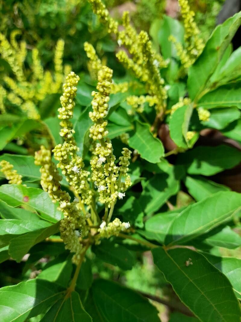 Allophylus cobbe flower