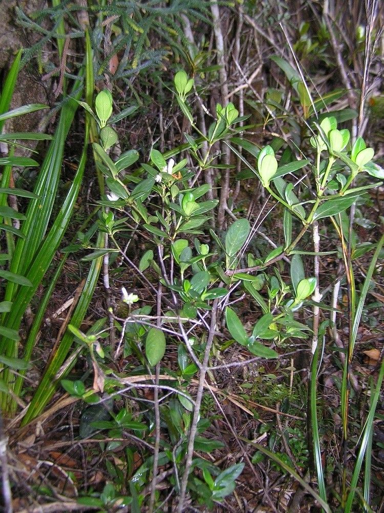 Psychotria pseudomicrodaphne habit