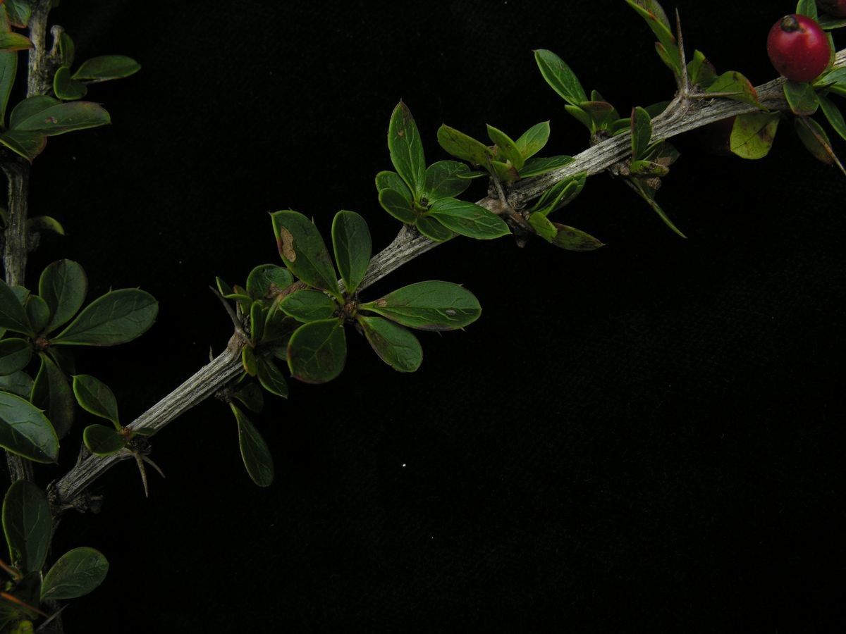Berberis everestiana leaf