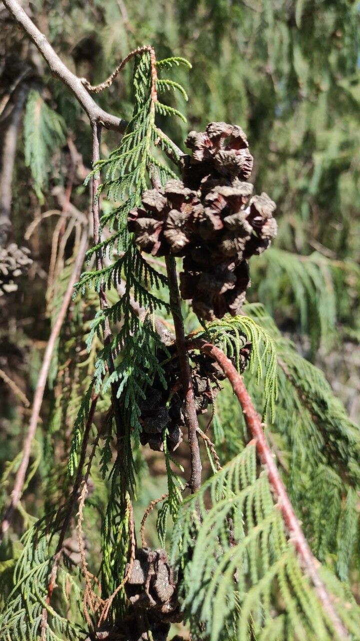 Cupressus cashmeriana fruit