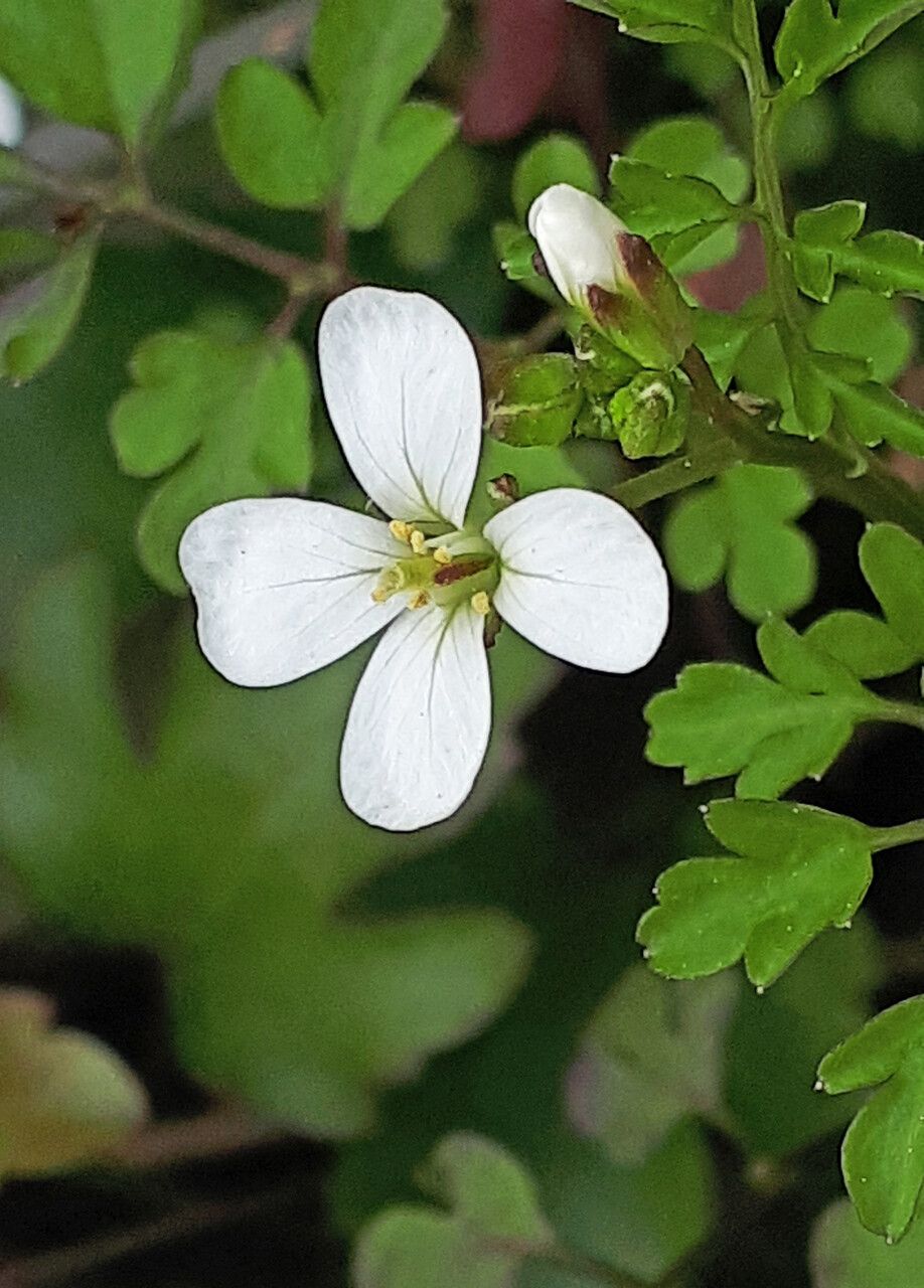 Cardamine graeca leaf