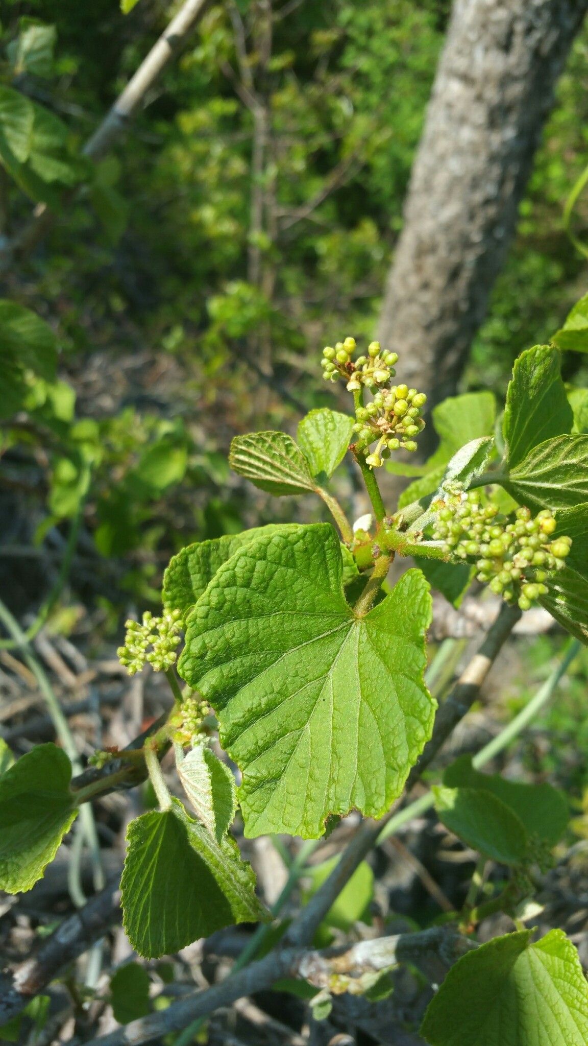 Cissus madecassa — houseplant care guide