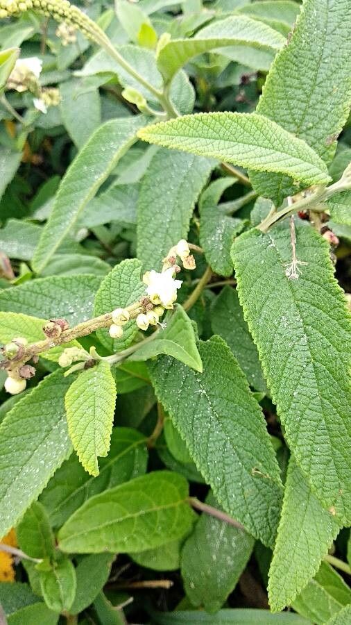 Cordia curassavica flower