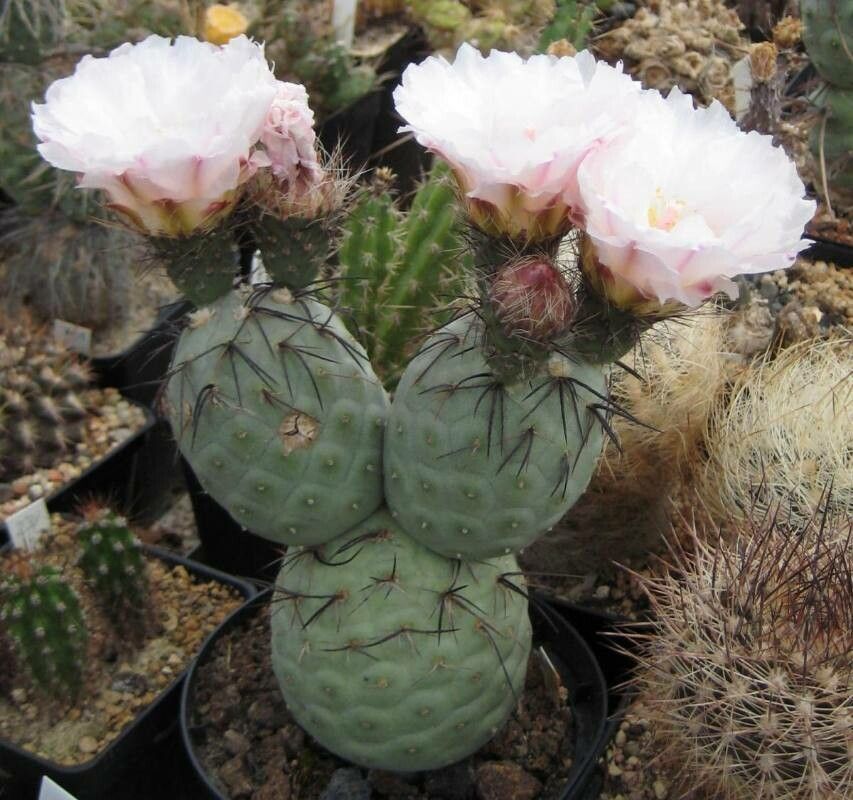 Tephrocactus geometricus flower