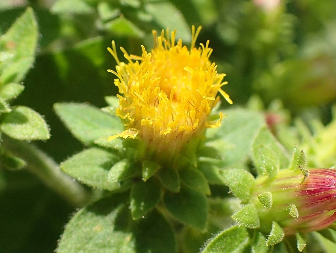 Inula conyza flower