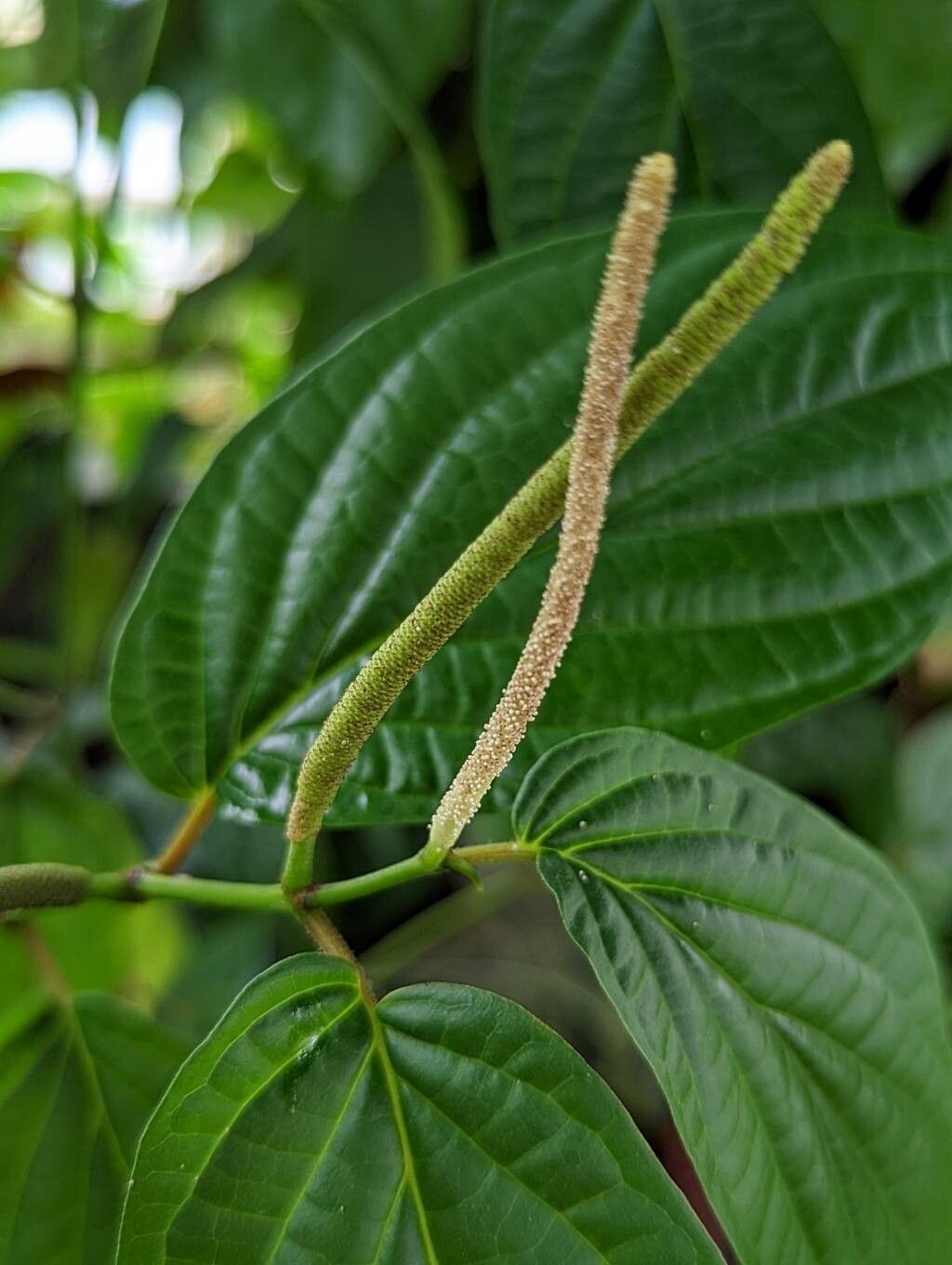 Piper dolichotrichum flower