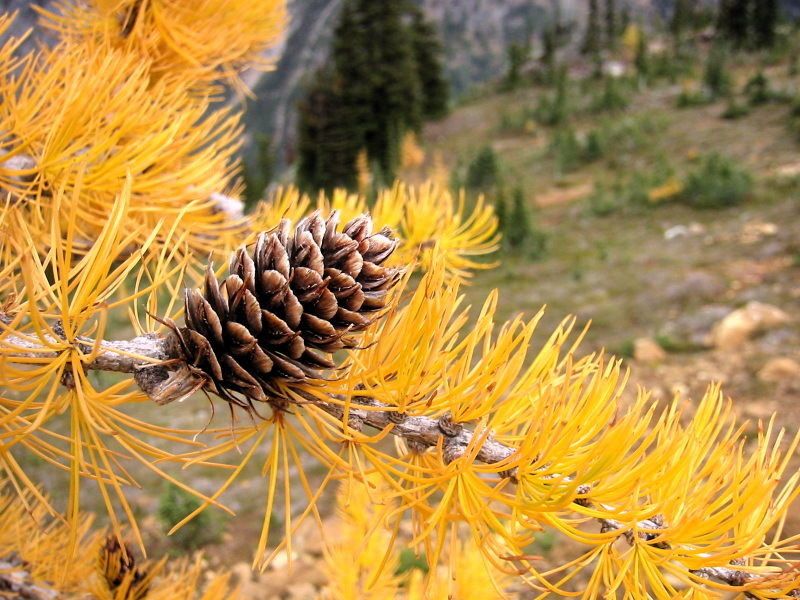 Larix lyallii flower