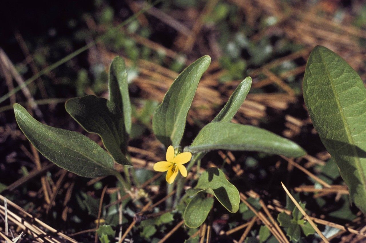 Viola nuttallii habit