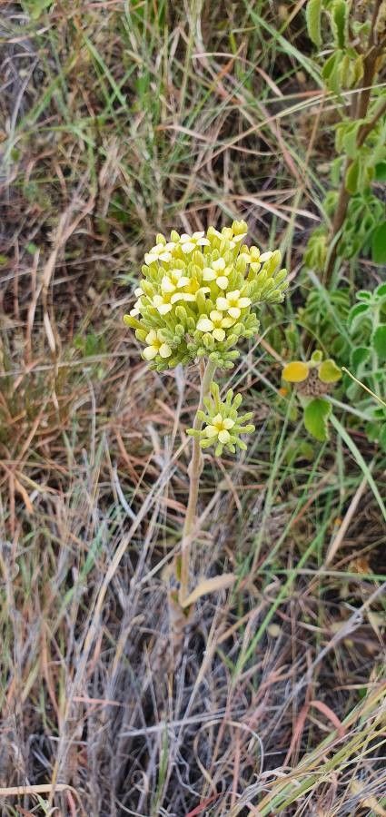 Kalanchoe citrina flower
