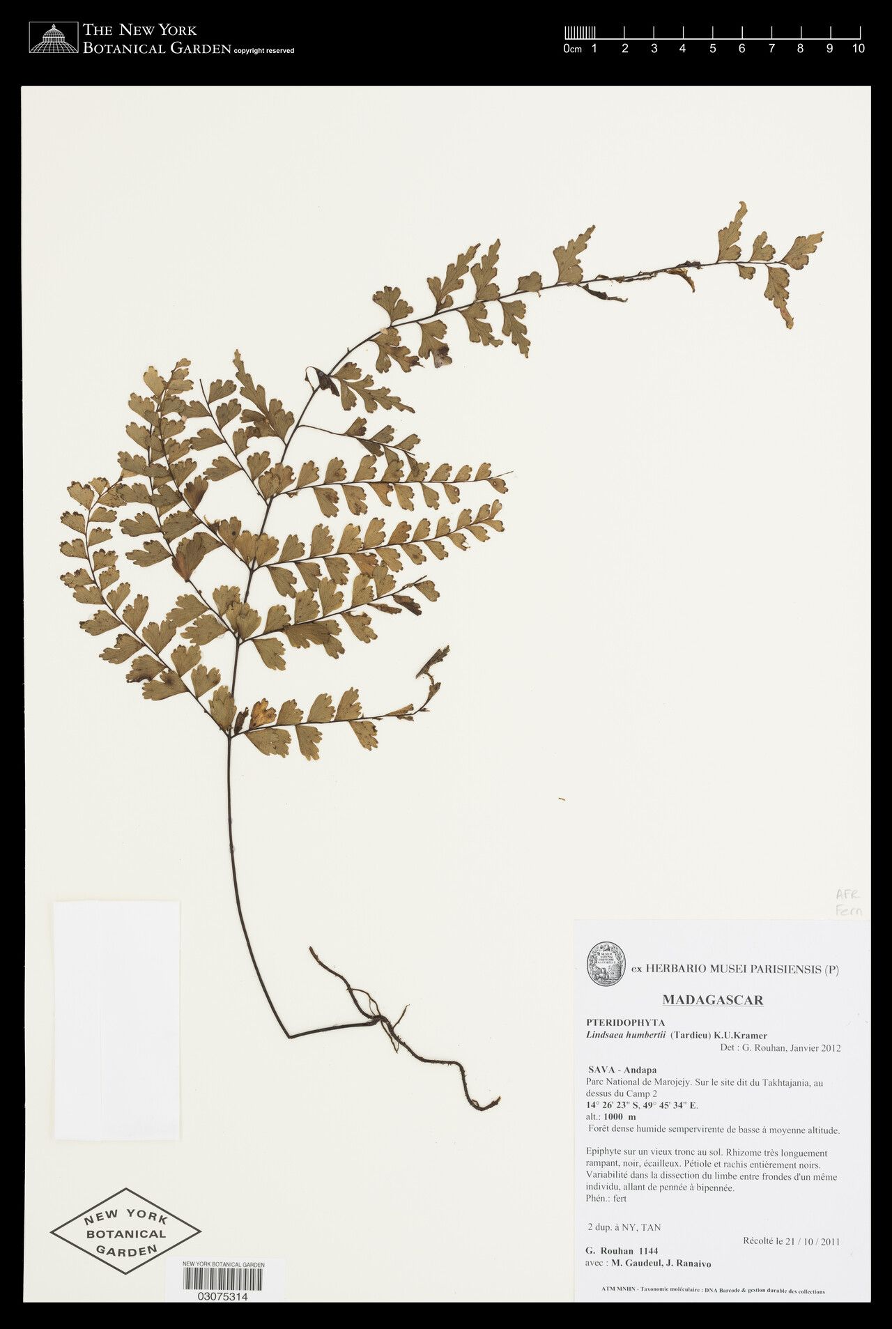 Odontosoria humbertii — houseplant care guide
