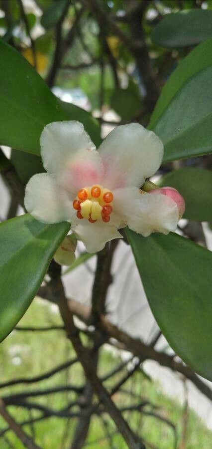 Clusia minor — search result for 'Clusia'