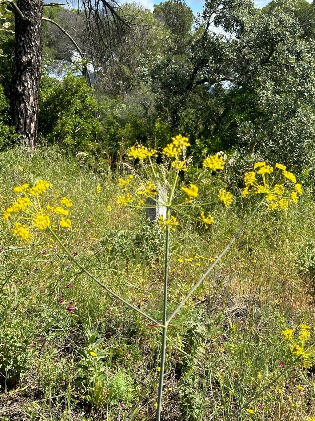 Thapsia foetida habit