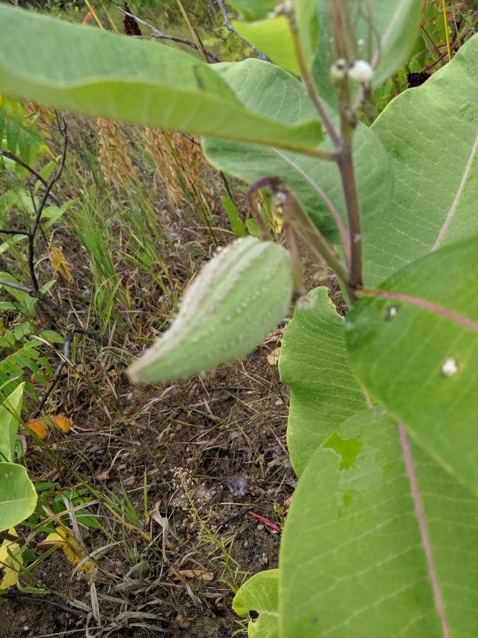 Asclepias amplexicaulis fruit