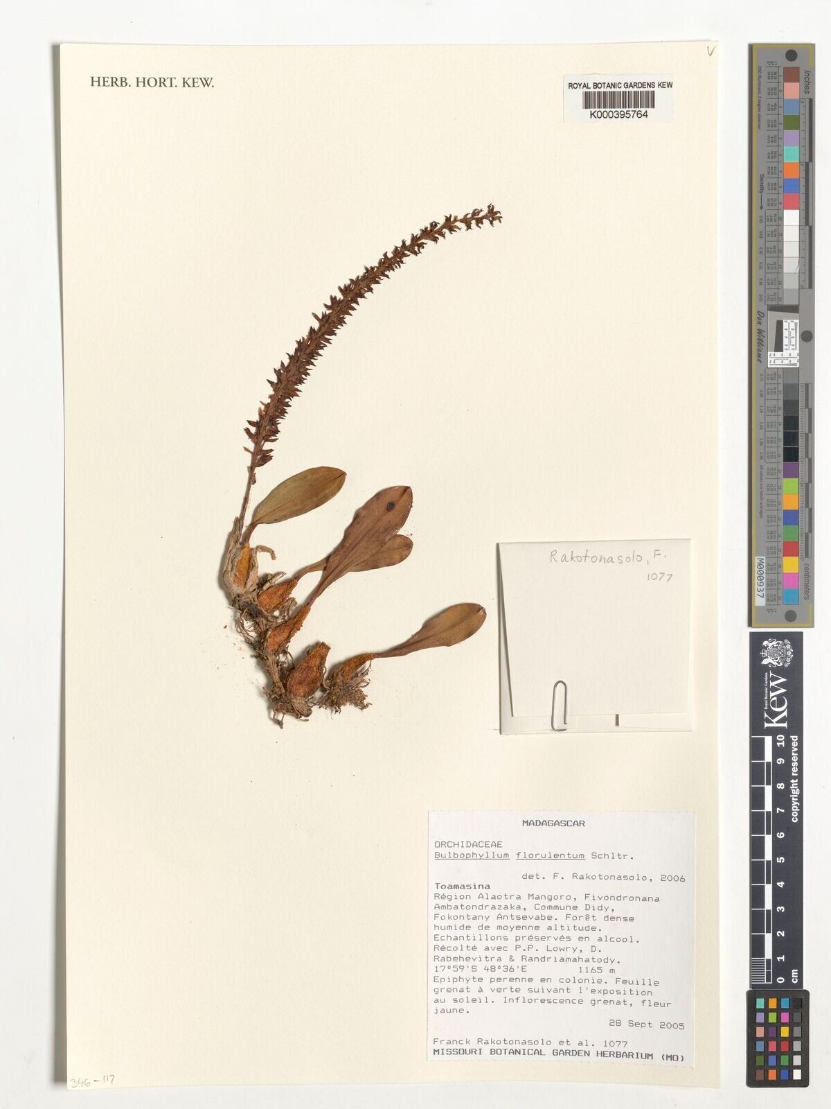 Bulbophyllum florulentum — houseplant care guide