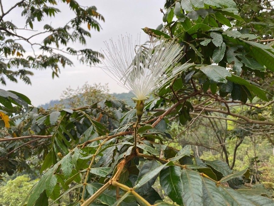 Inga sessilis flower
