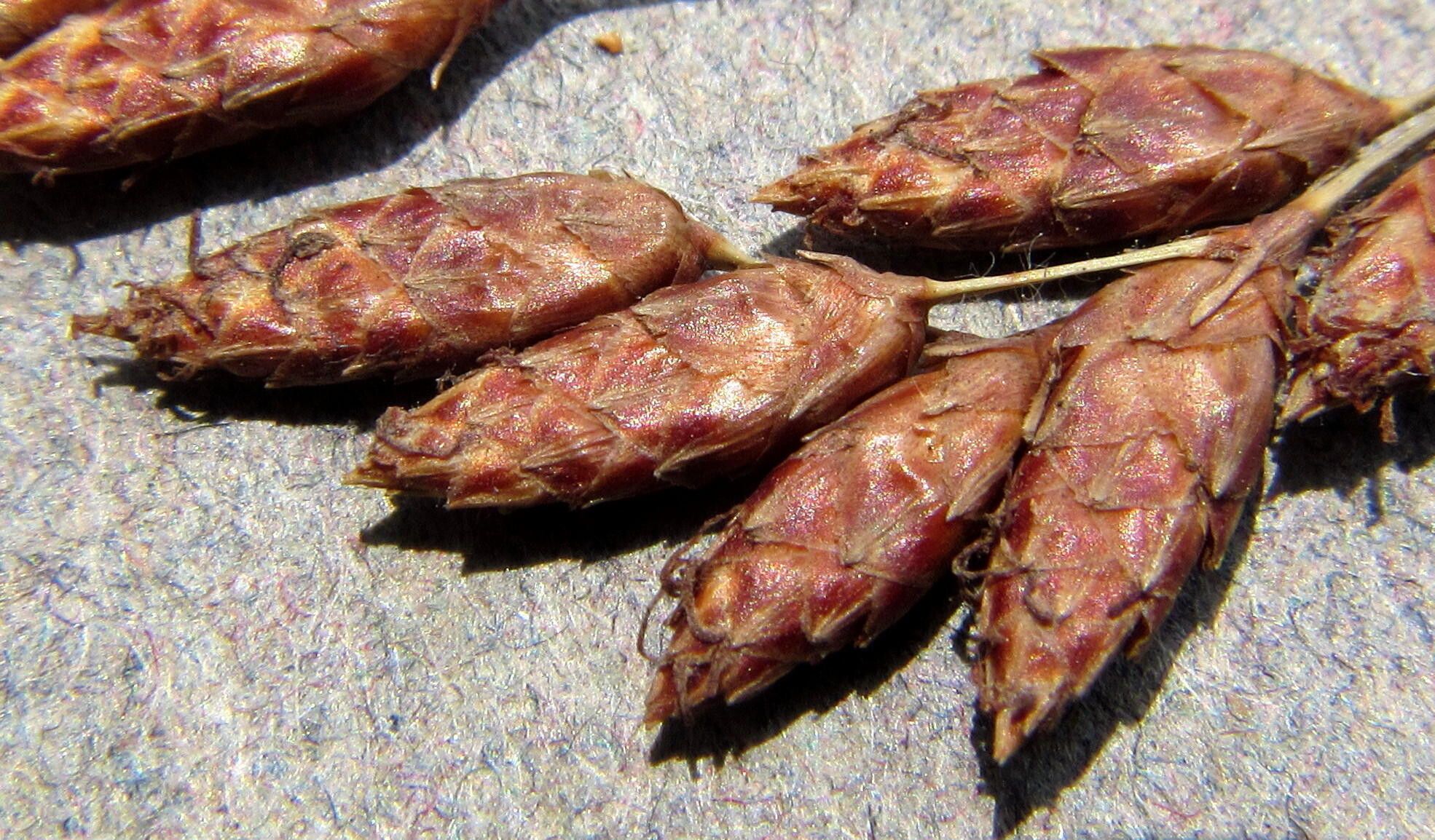 Fimbristylis bivalvis — houseplant care guide