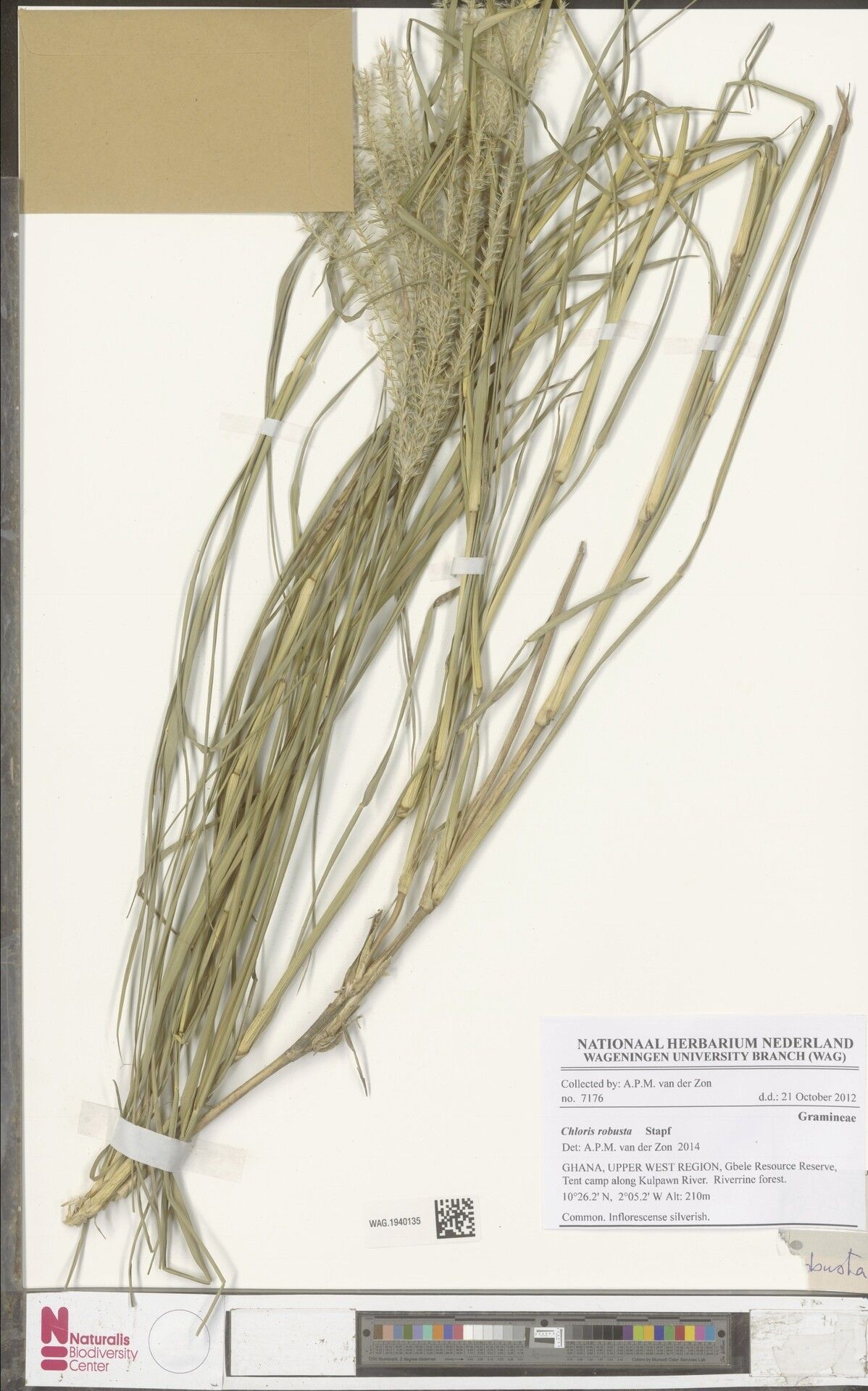 Chloris robusta — houseplant care guide