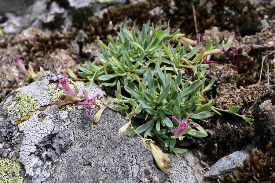 Atocion lerchenfeldianum — related species from the same genus