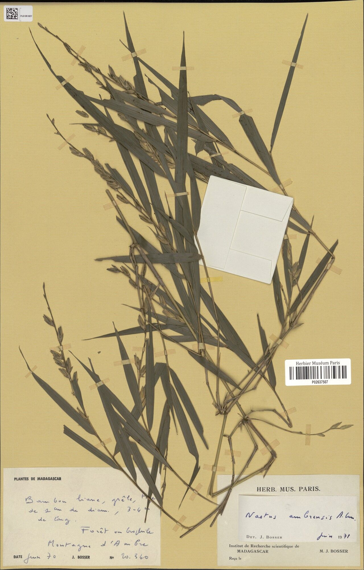 Nastus ambrensis — related species from the same genus