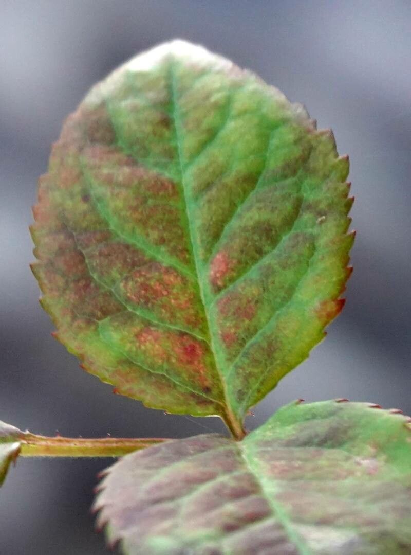 Rosa x damascena — search result for 'Rosa'