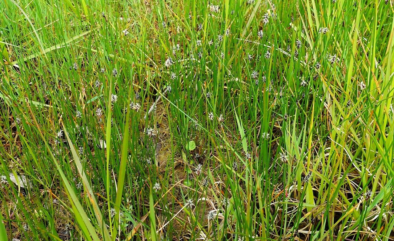 Eleocharis uniglumis habit