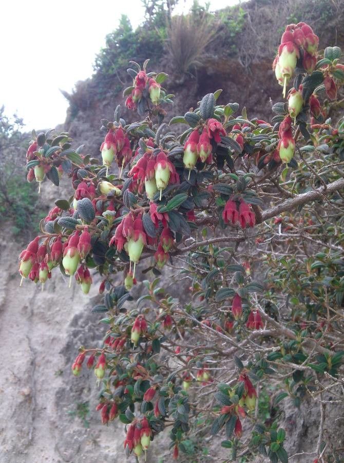 Brachyotum ledifolium flower